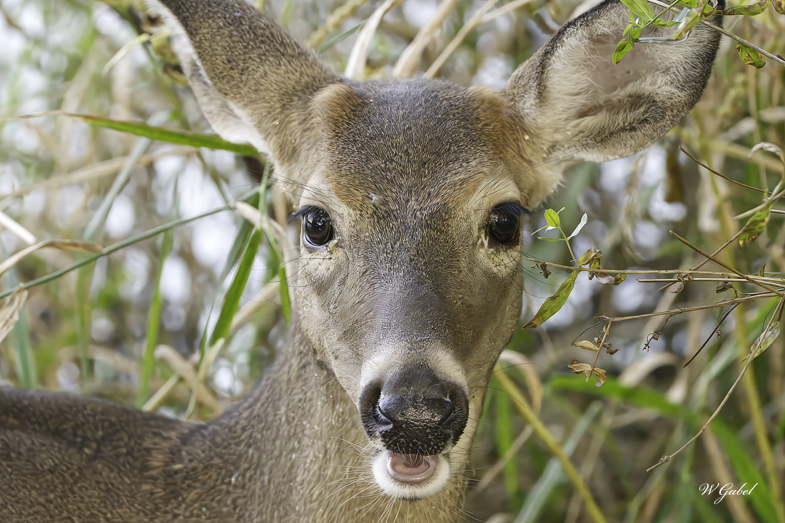 A doe at wildwood sm.jpg
