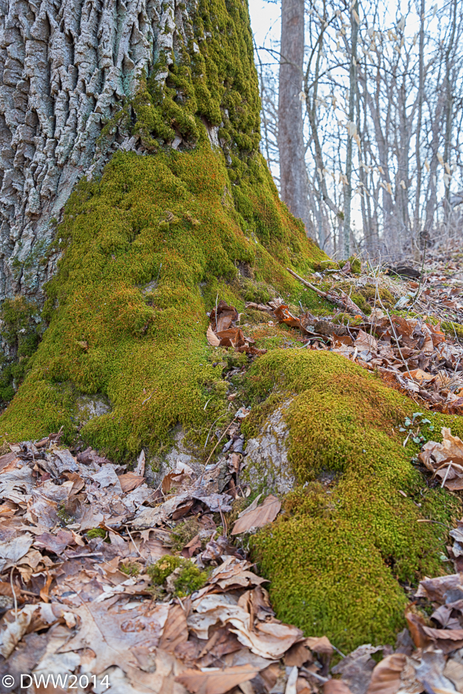A Green Blanket (1 of 1).jpg