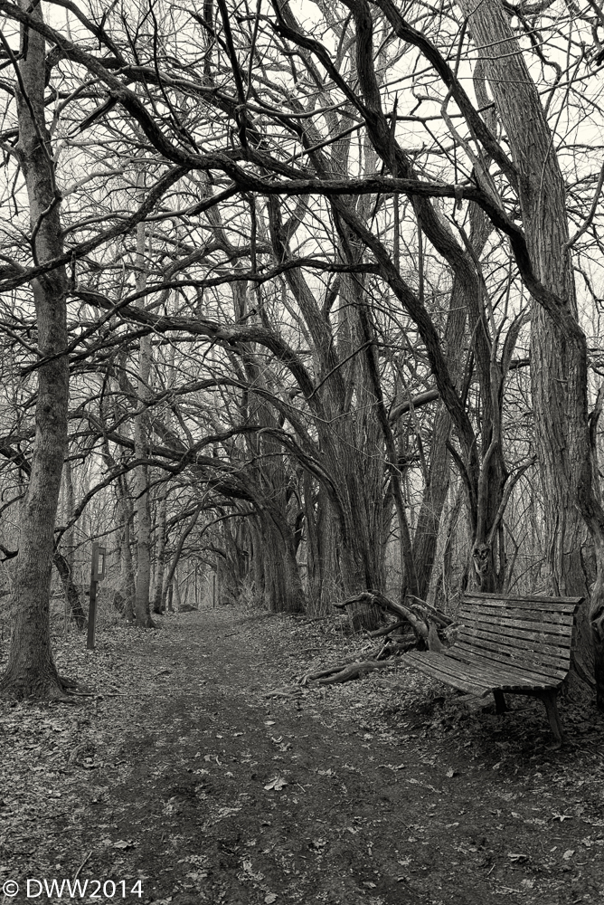 A Knarled Tunnel 2 (1 of 1).jpg