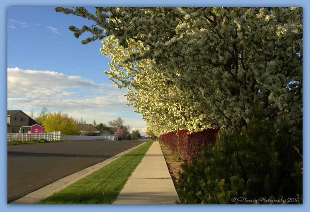 A Nice Street to Reside 4-12-2016.jpg