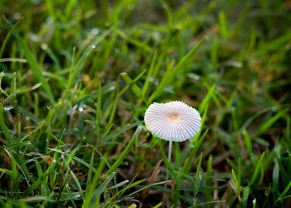 A Parasol for Marisol.jpg