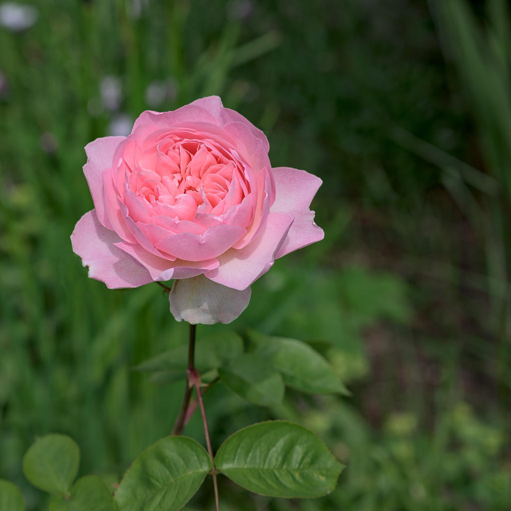 A-Rose.jpg