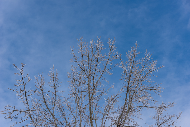 A81_4346.jpg