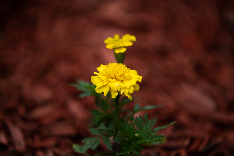 A81_4677-Edit.JPG