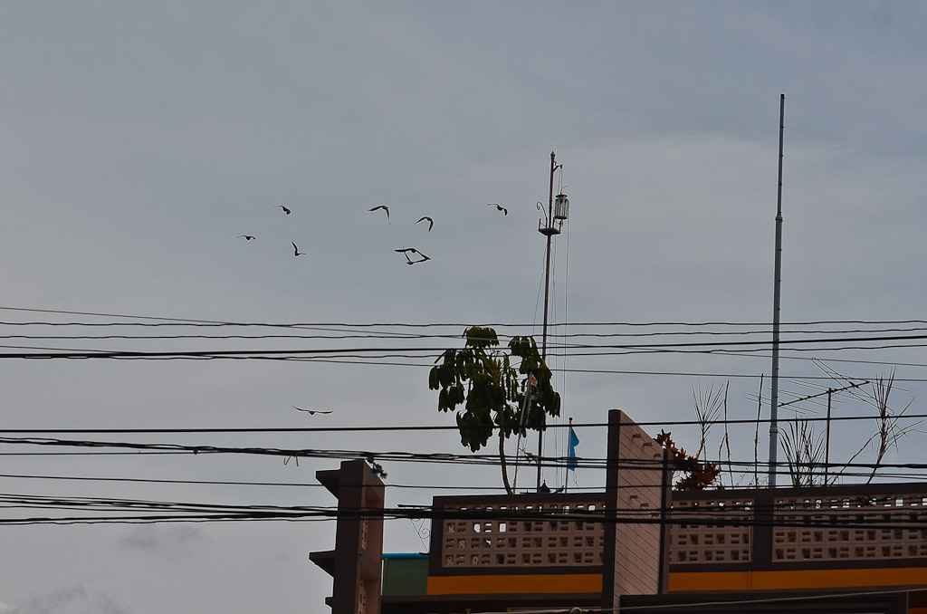 abirds-1.jpg