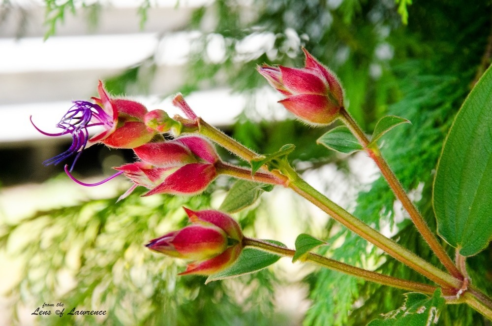 About to bloom LOL.jpg