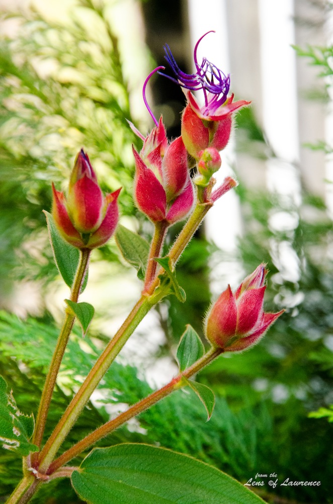 About to bloom rotated LOL.jpg