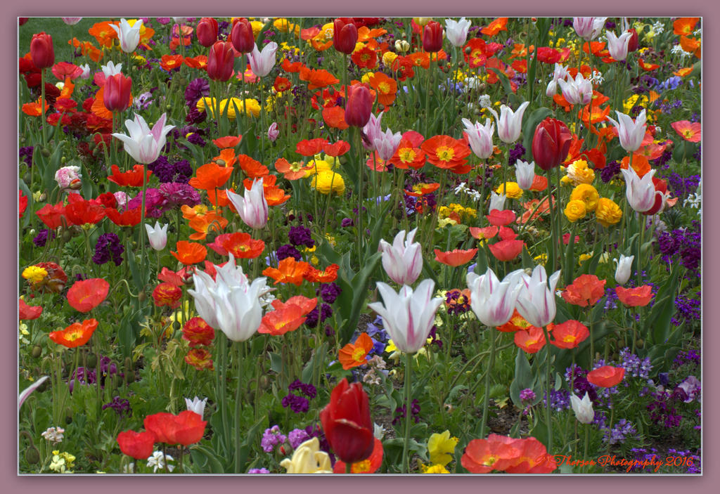 Abundance of Color 4-30-2016.jpg