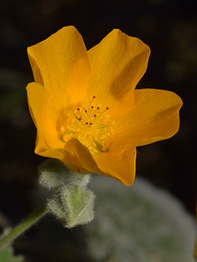 Abutilon.jpg