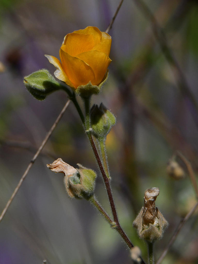 Abutilon.jpg