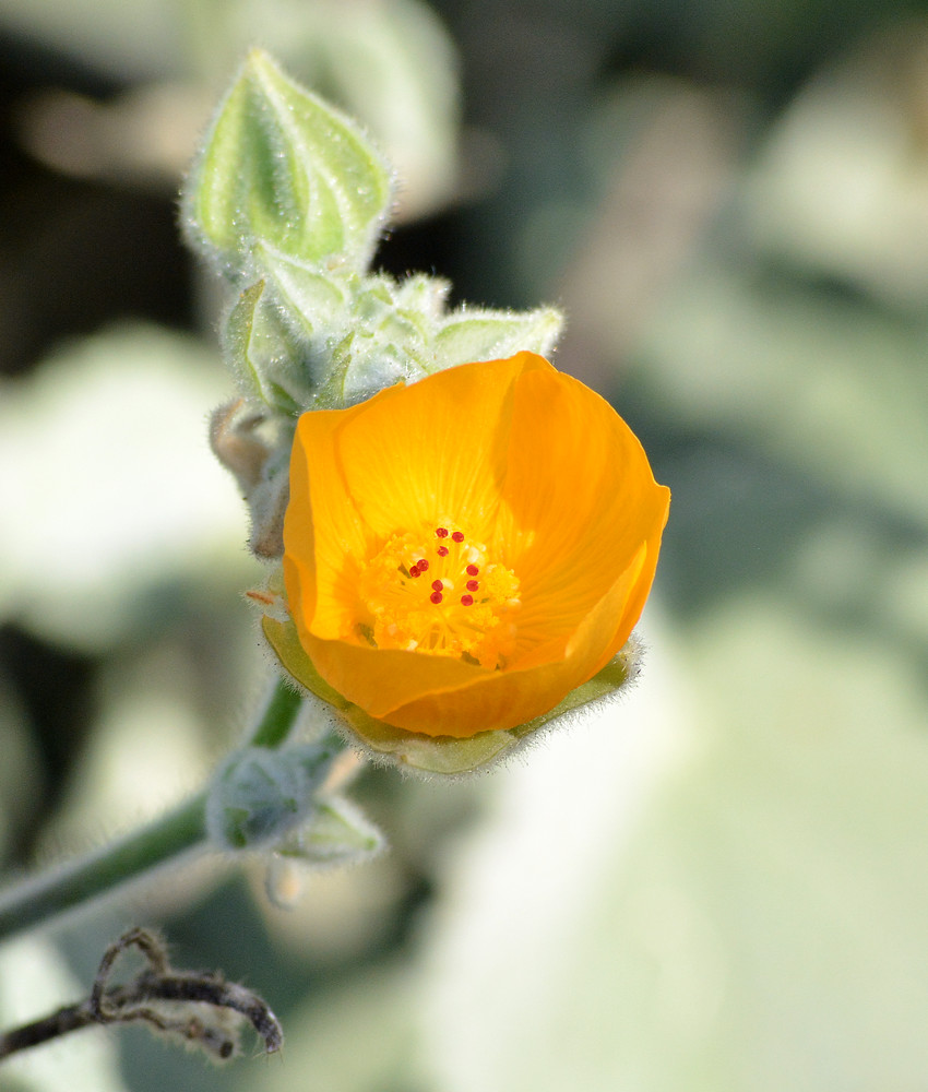 Abutilon.jpg