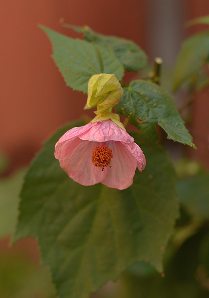 Abutilon31Dec2013.jpg
