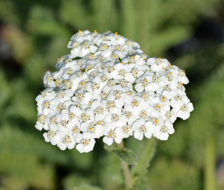 Achellia.jpg