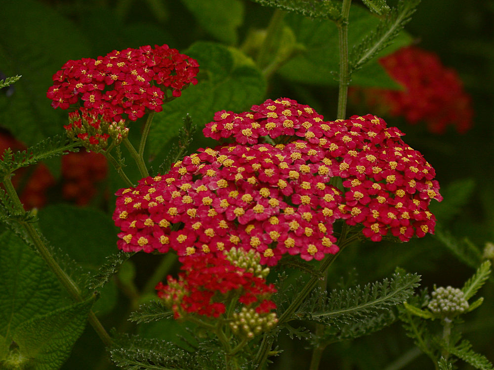 Achillea.jpg