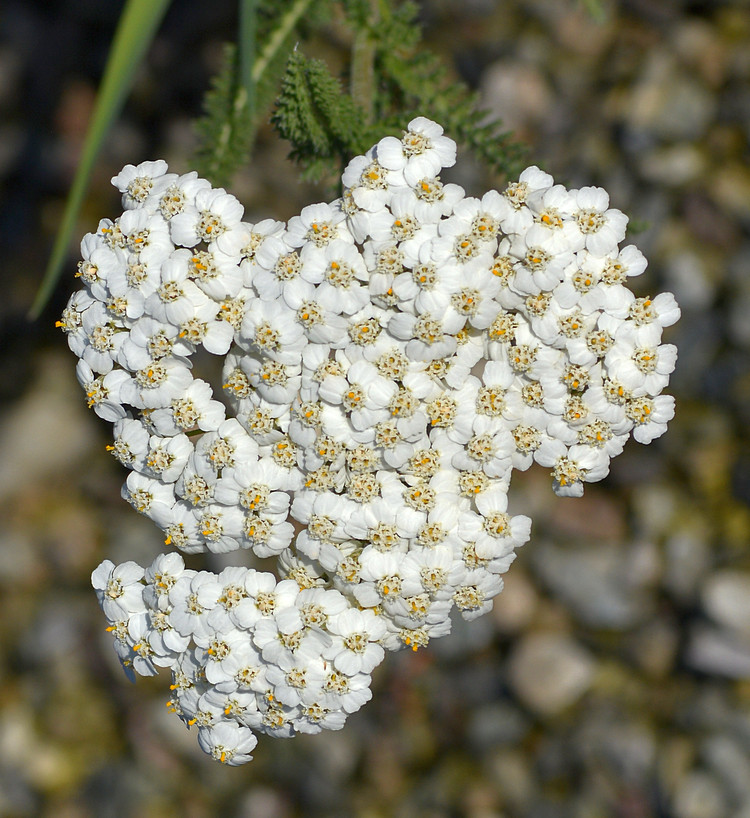 Achillea02Jan2014.jpg