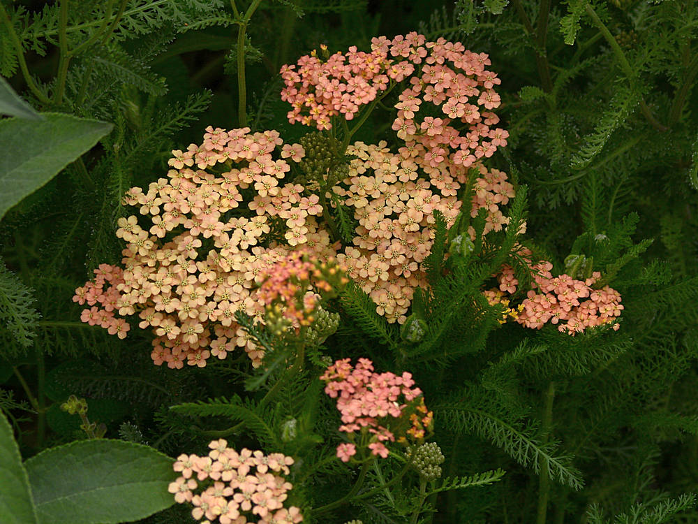 Achillea2.jpg