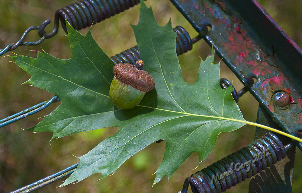 Acorn 1.jpg