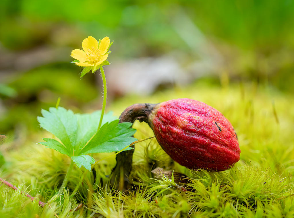 Acorn Sprout (1 of 1).jpg