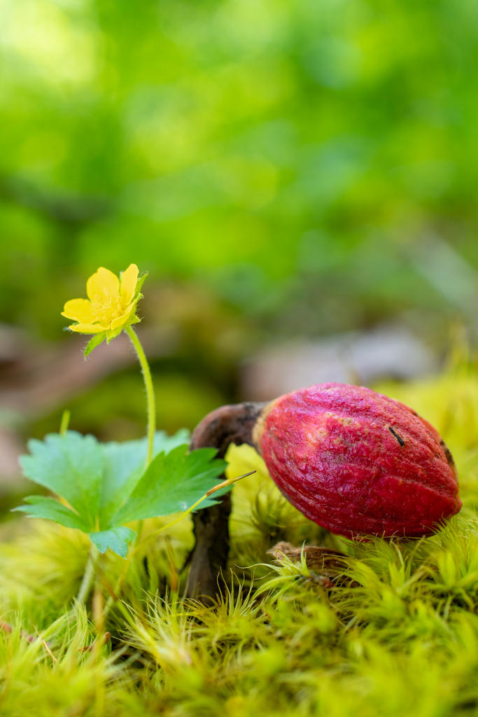 Acorn Sprout 2 (1 of 1).jpg