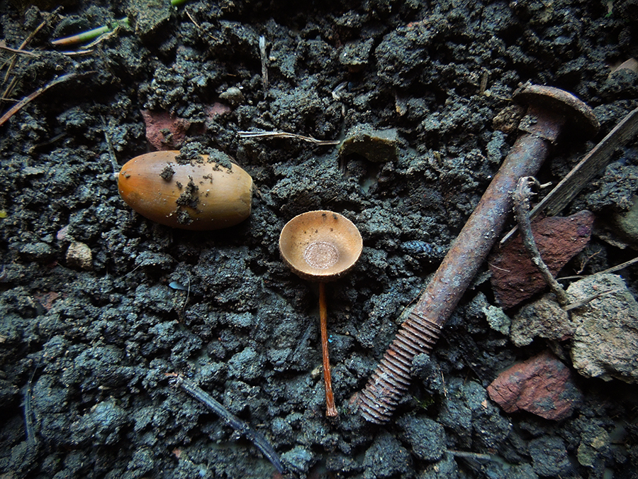 Acorn_on_Stoney-Ground.jpg