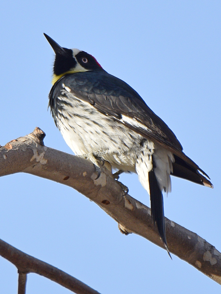 AcornWoodpecker.jpg