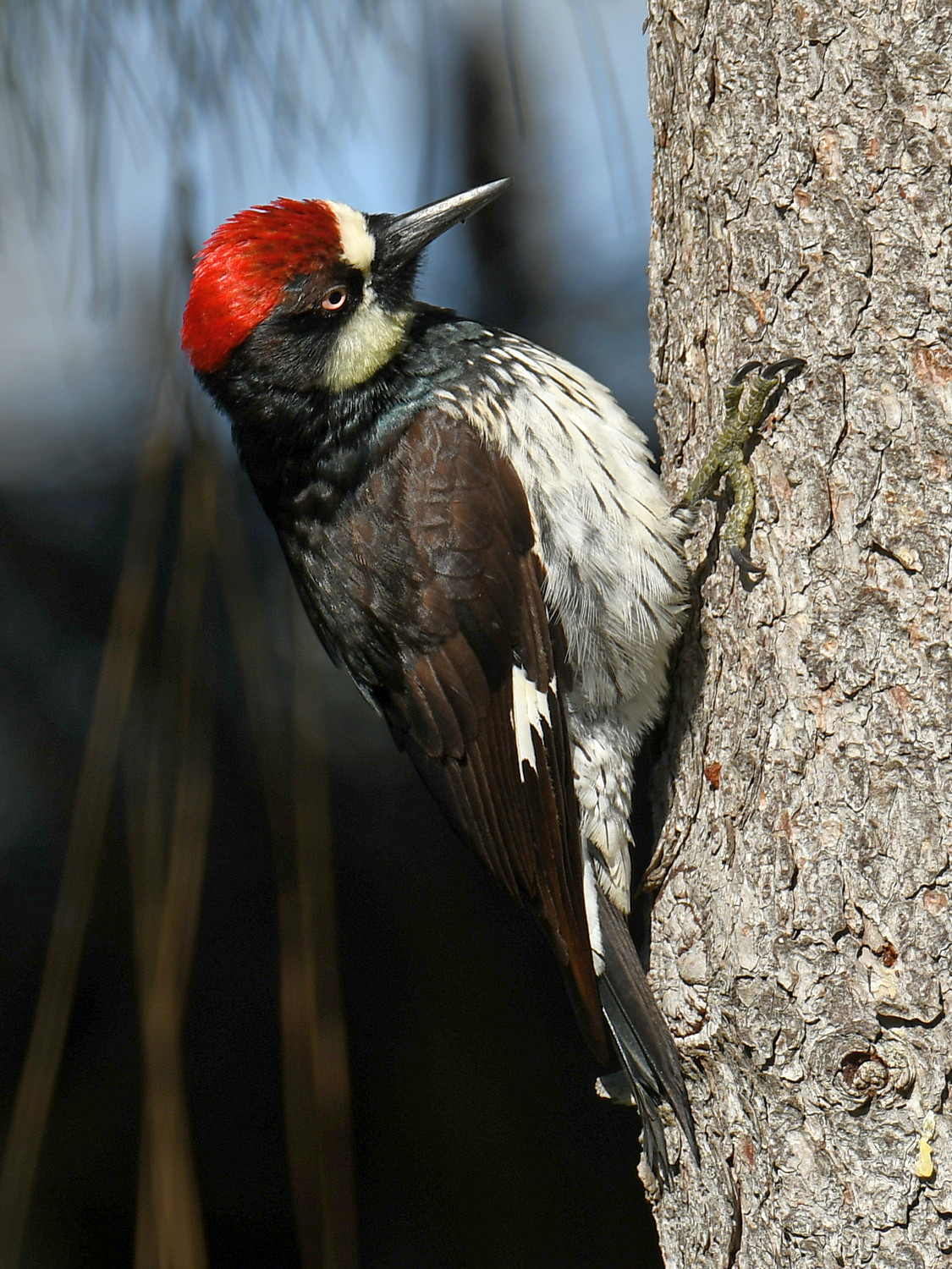 AcornWoodpecker.jpg