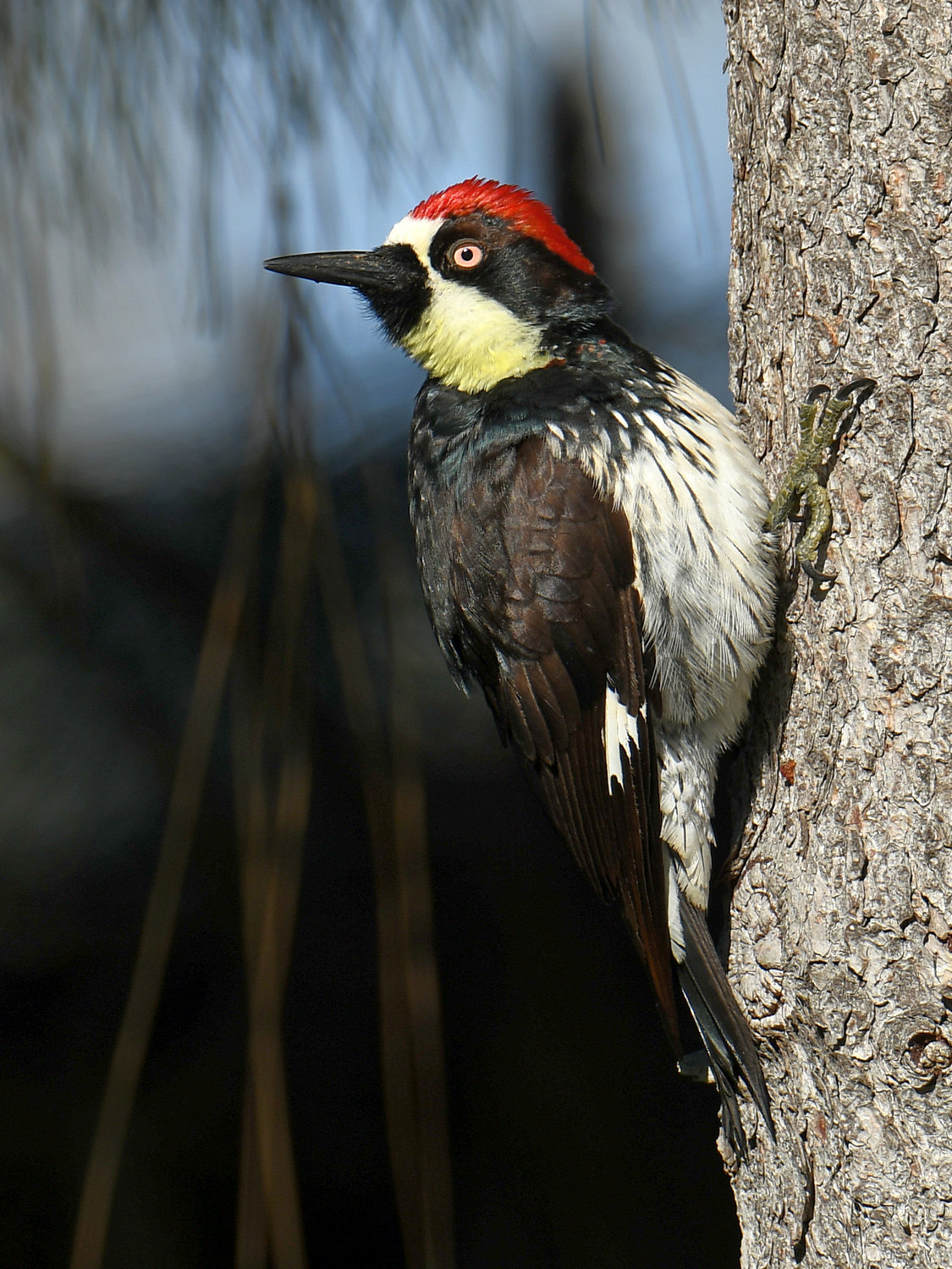 AcornWoodpecker2.jpg