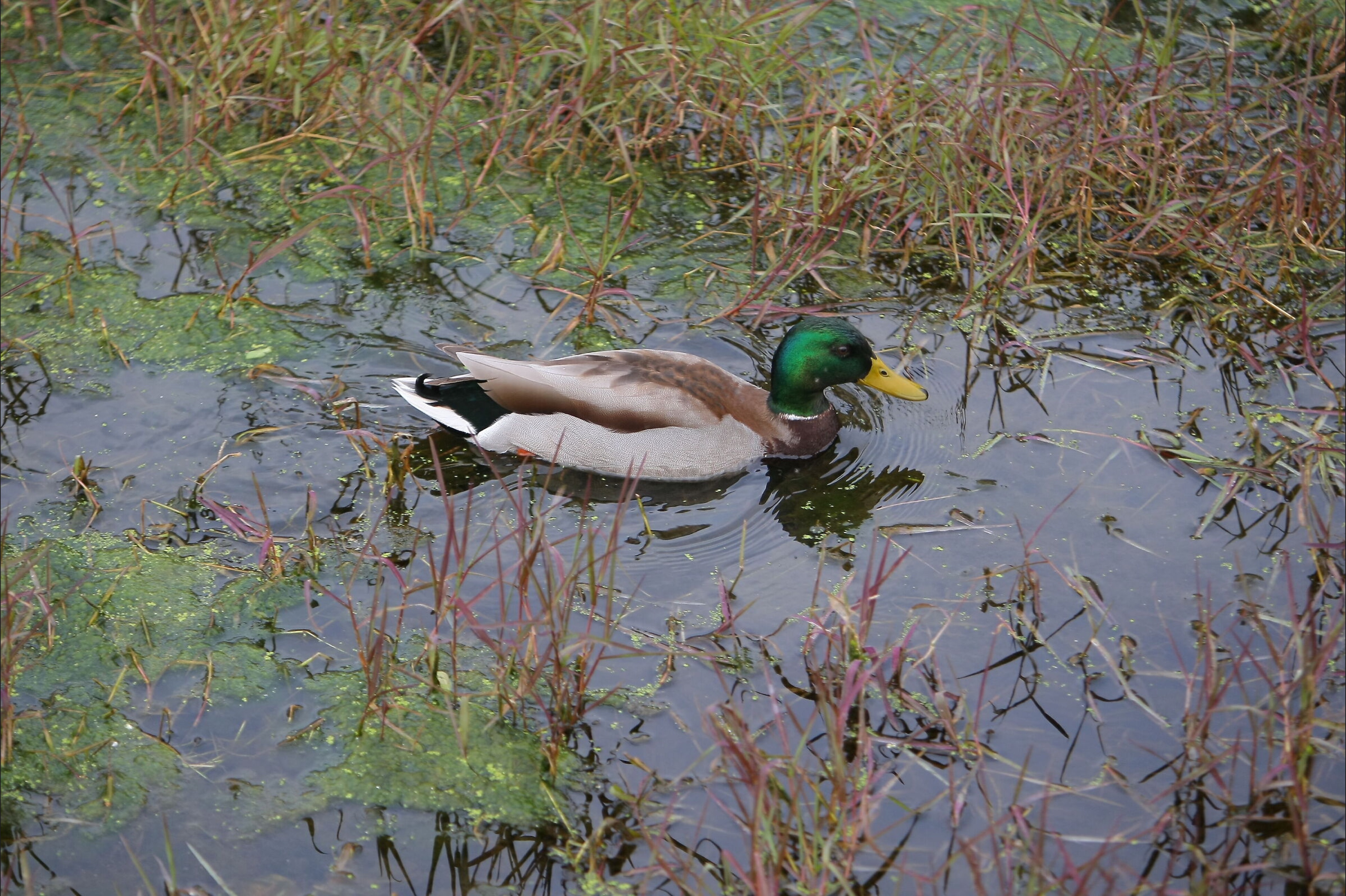 Adatta alla pagina2.jpg