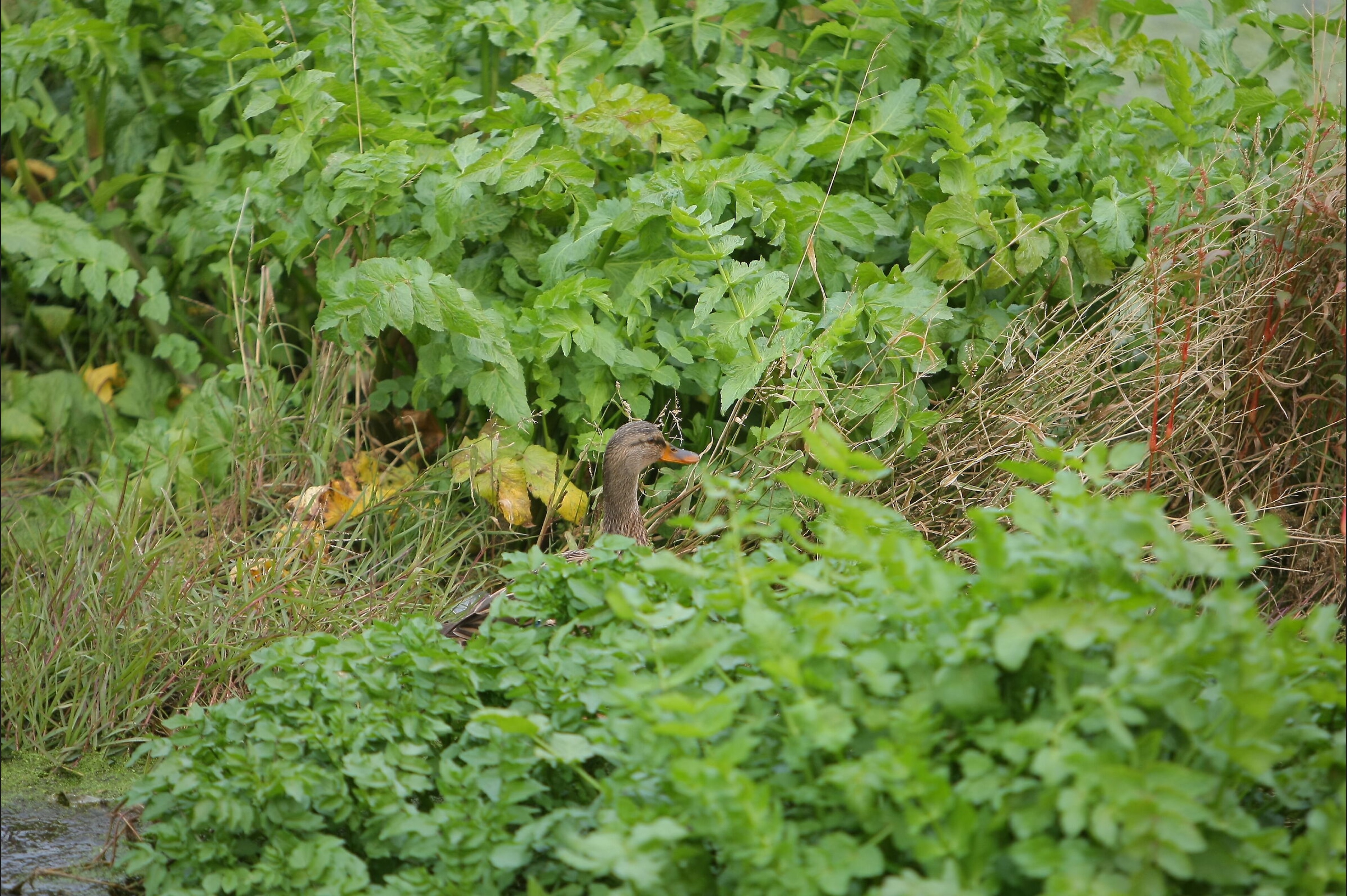 Adatta alla pagina3.jpeg