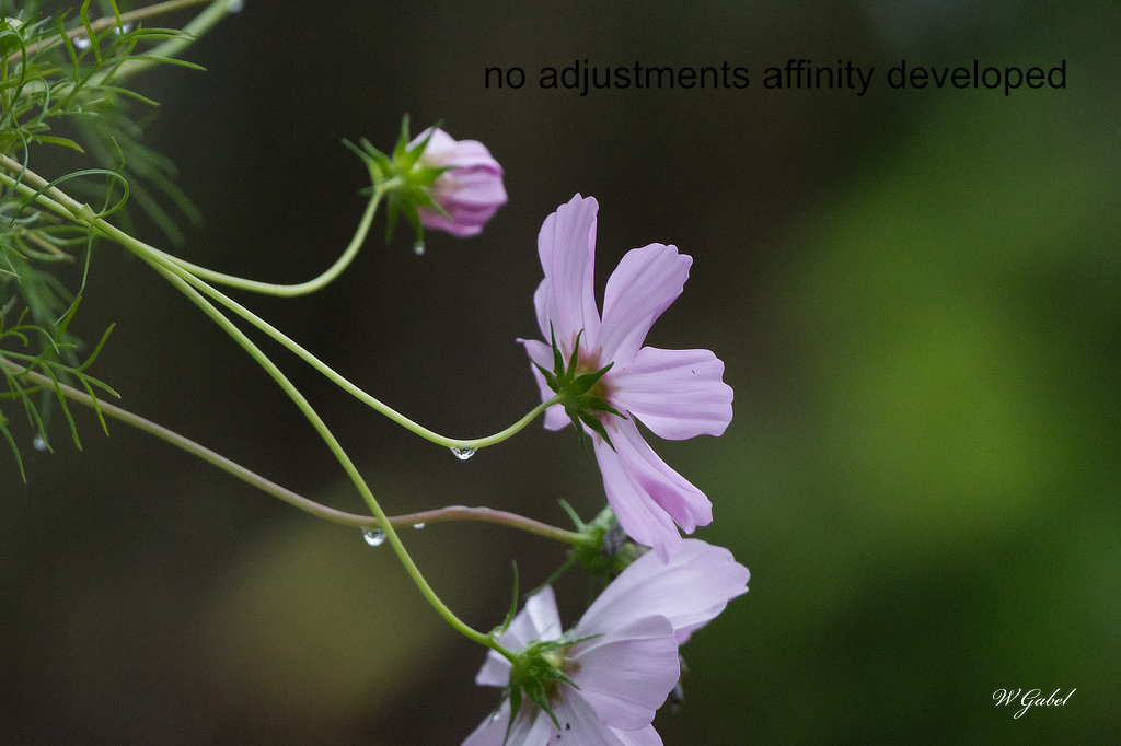 Affinity devolped no adjust sm.jpg