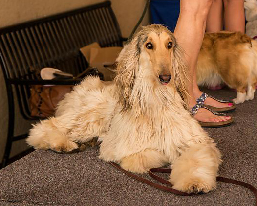 afghanhound.jpg