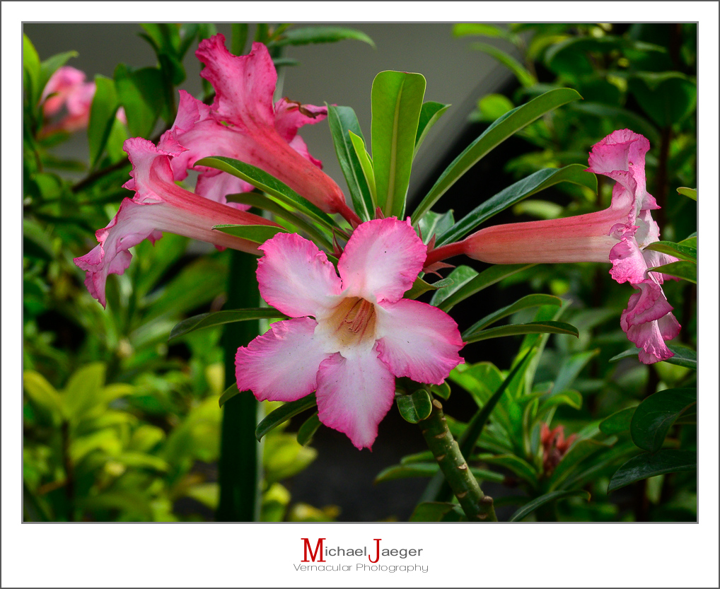 aflower-mornin-ype-1.jpg
