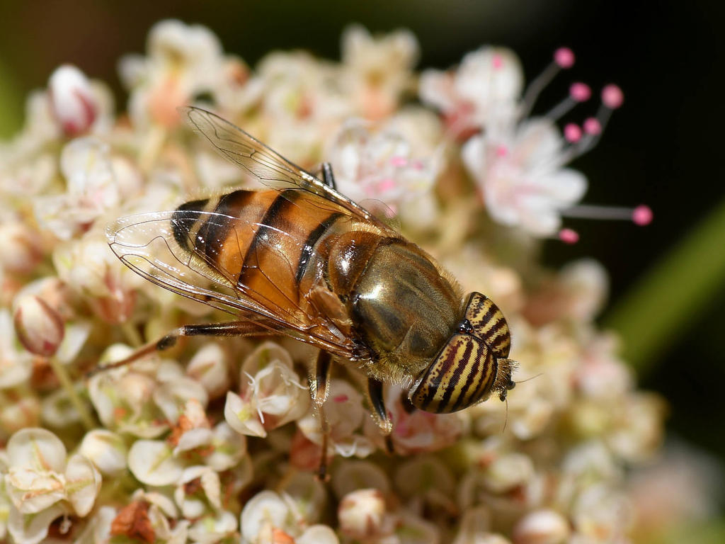 AfricanHoverfly.jpg