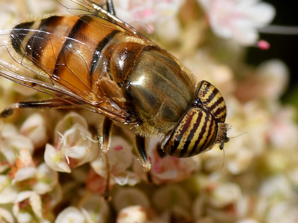 AfricanHoverfly2.jpg