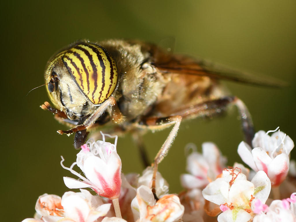AfricanHoverfly5.jpg