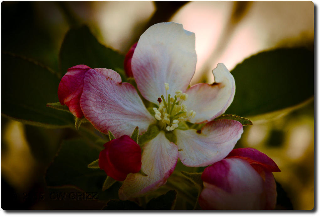 after-bloom.jpg