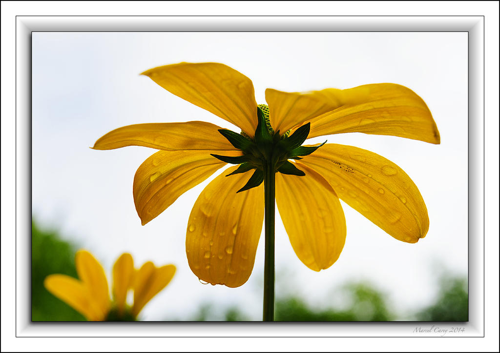 After rain flower.jpg