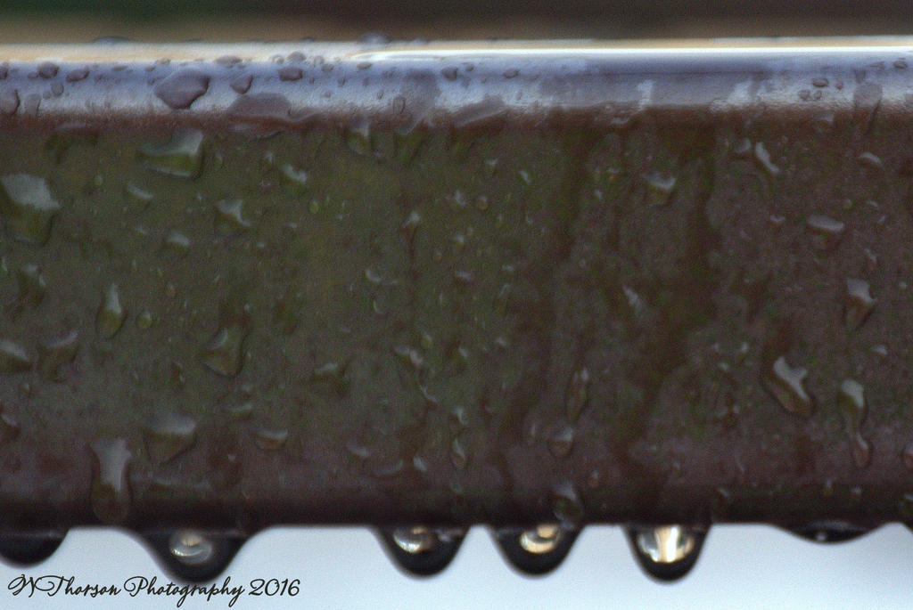 After the Hail Storm #2 12-16-2016.jpg