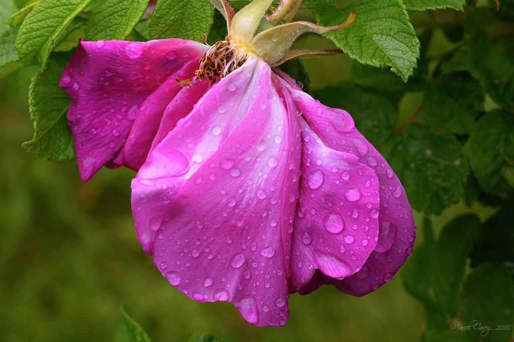 after the rain 1.jpg