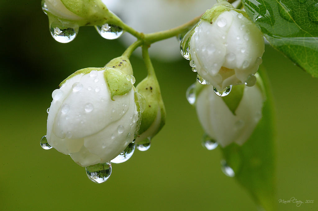 after the rain 2.jpg