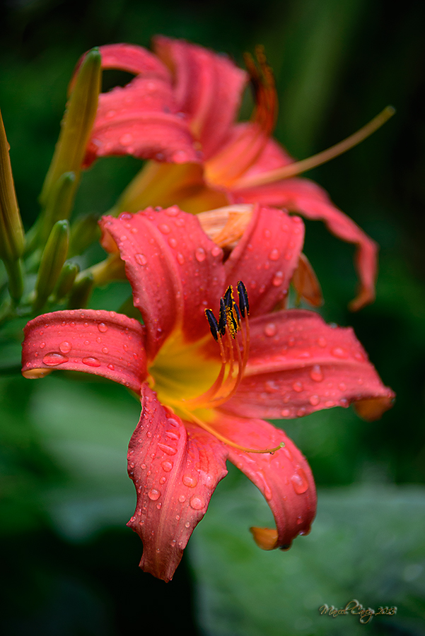 After the rain.jpg
