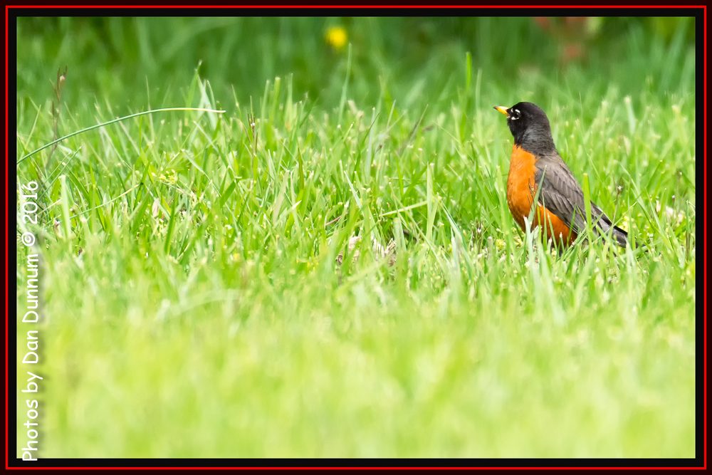 Afternoon Birds-4662-Edit.jpg