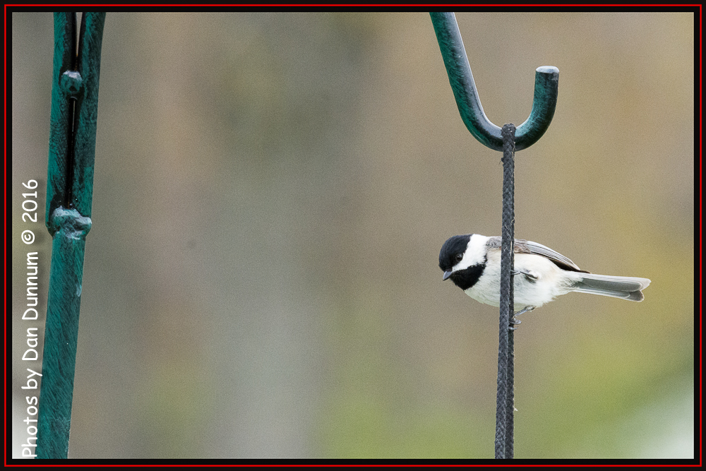 Afternoon Birds-4670-Edit.jpg