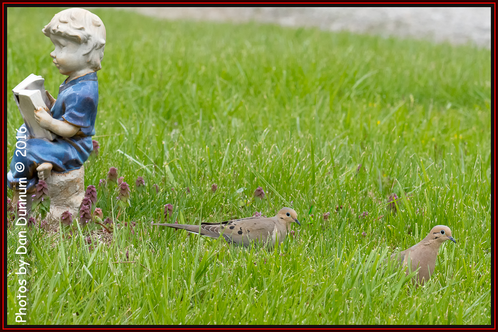 Afternoon Birds-4686-Edit.jpg