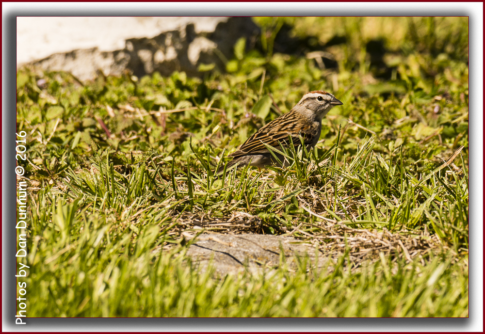Afternoon Birds-5140-Edit.jpg