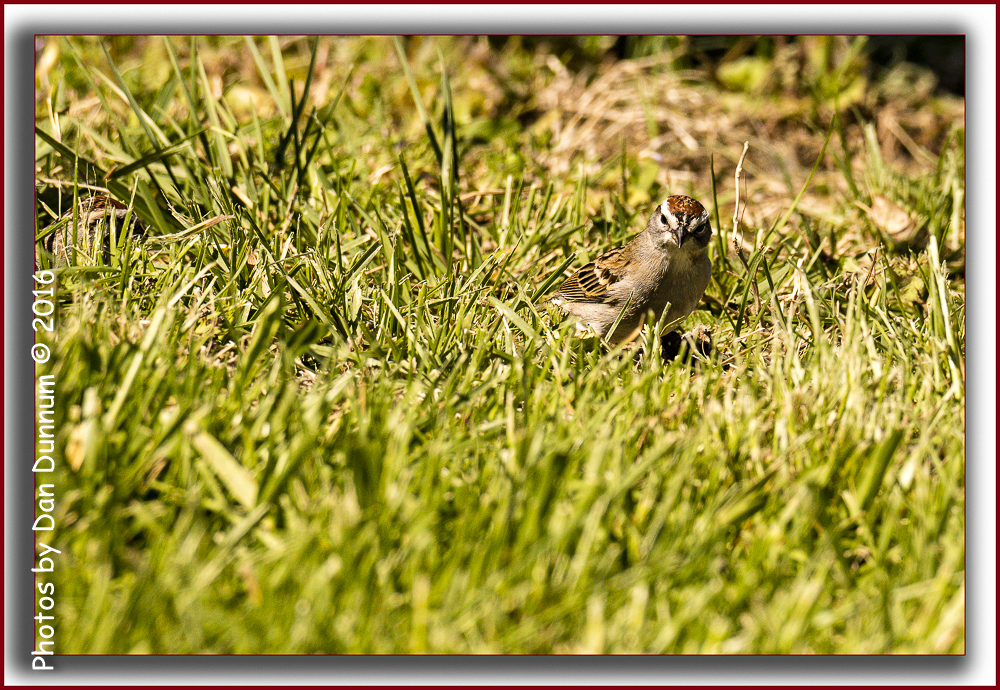 Afternoon Birds-5154-Edit.jpg