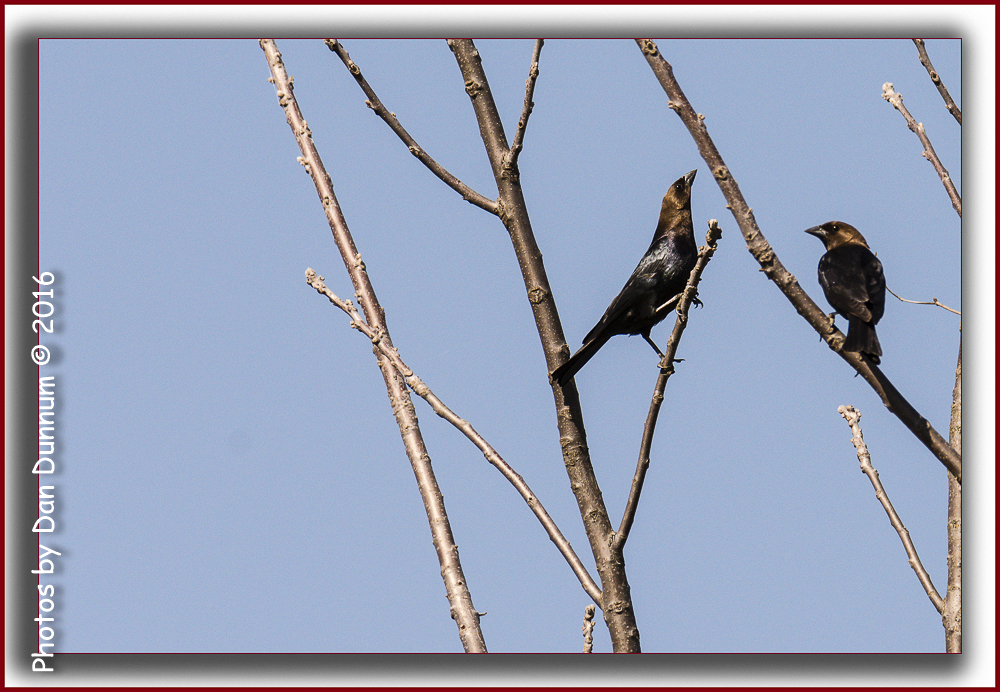Afternoon Birds-5168-Edit.jpg