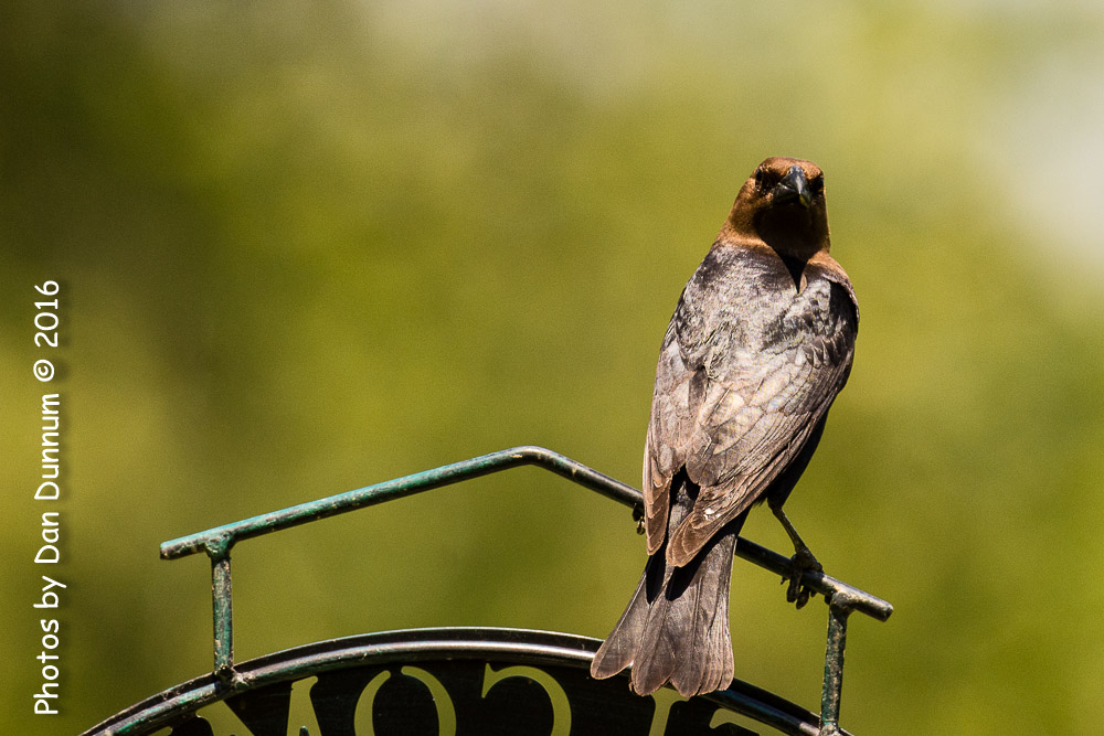 afternoon birds-7746.jpg
