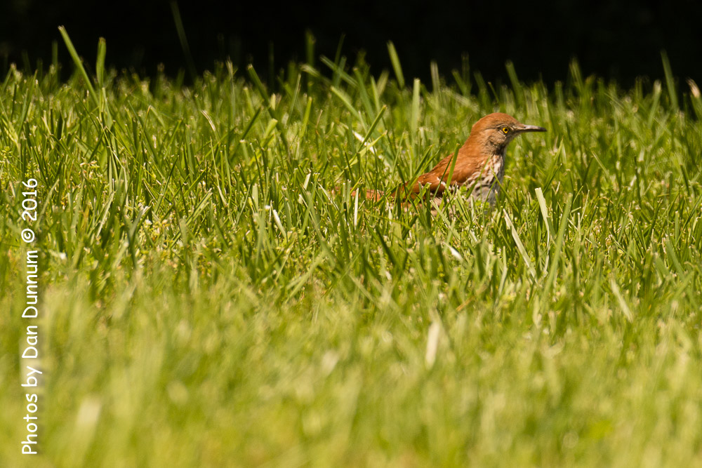 afternoon birds-7749.jpg