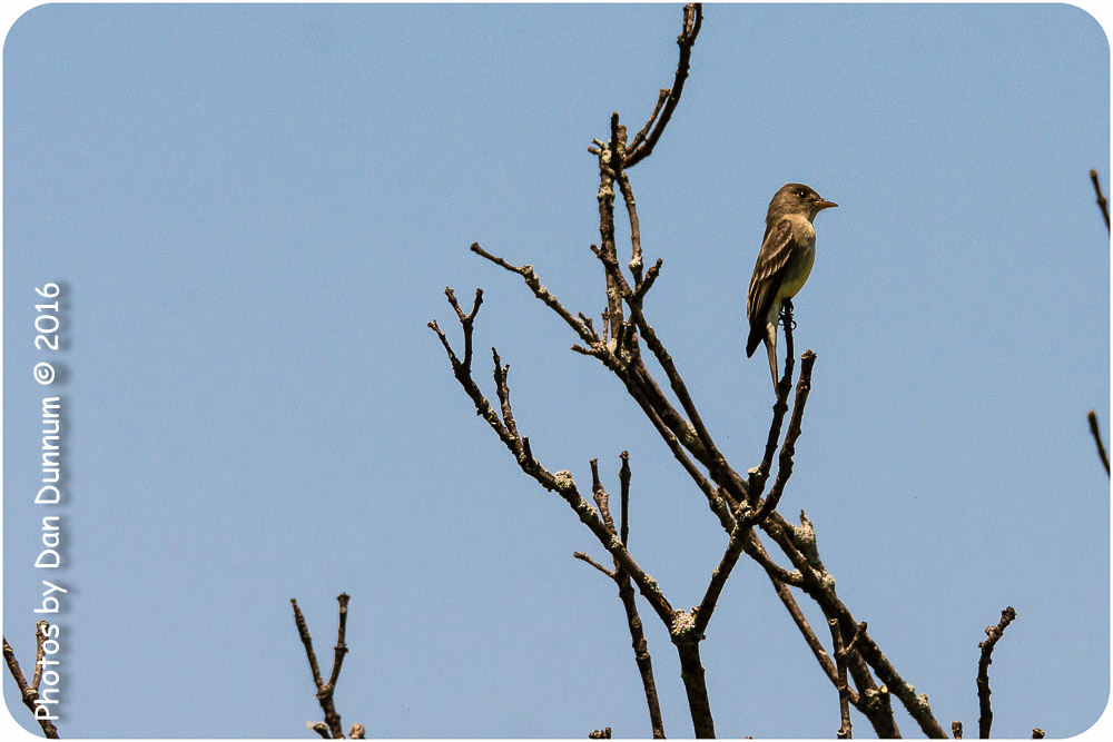 afternoon birds-7755.jpg